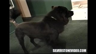 Ã�ンシー Vee Strapon Alex Dane